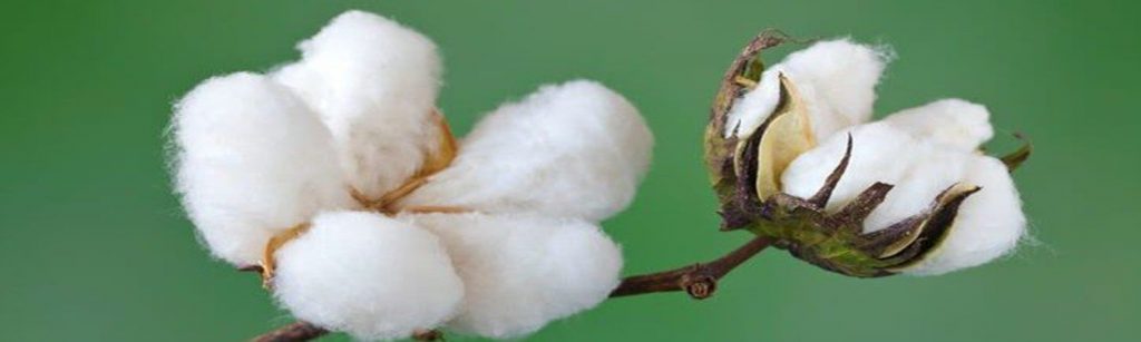 pure cotton quality
